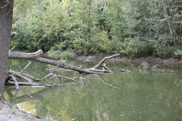 tree in the water