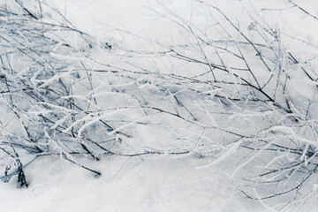 Ice-covered grass on a snow-covered field. Plants in frost, nature background. Winter landscape,...