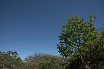 Trees and Blue Sky in the Garden in Brazil