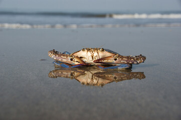 floating blue crab. a floating crab sits on a beach at low tide