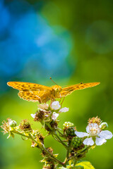 Silver-washed fritillary, Argynnis paphia, butterfly closeup