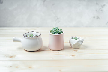 Succulent and cactus in a concrete pot in a row on a wooden table and white background
