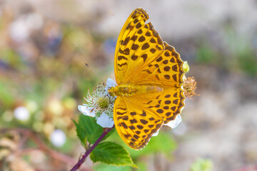 Silver-washed fritillary, Argynnis paphia, female butterfly closeup