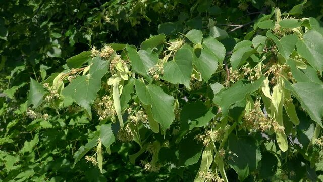 Linden tree (Tilia) flowers and leaves in the wind.