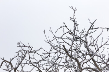 Ice-covered grass on a snow-covered field. Plants in frost, nature background. Winter landscape, scene