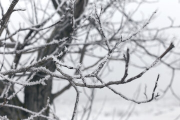 Ice-covered grass on a snow-covered field. Plants in frost, nature background. Winter landscape,...