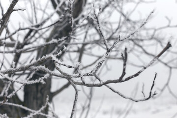 Ice-covered grass on a snow-covered field. Plants in frost, nature background. Winter landscape, scene