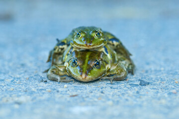 Paarung der Wasserfrösche