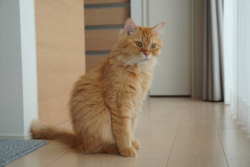 おすわりする猫（マンチカン）