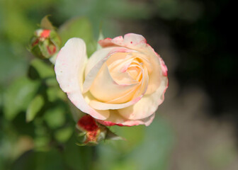 Beautiful cream rose in garden. Selective soft focus. As floral background for your art project