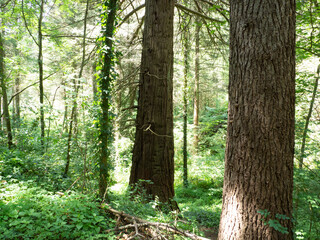 Arboretum de Masjoan, Espinelves, Girona