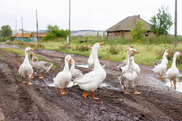 Obraz premium Domestic white geese by a puddle in the countryside