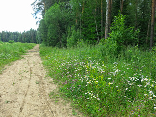 cozy forest road made of old logs in summer in Sunny weather