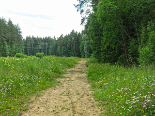 cozy forest road made of old logs in summer in Sunny weather