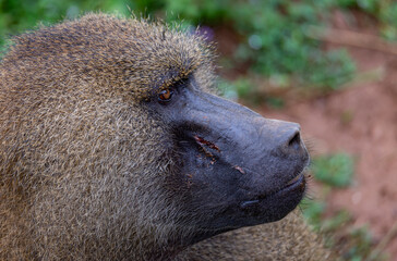 Portrait of monkey guinea baboon
