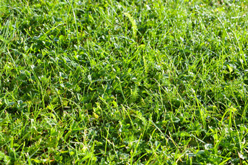 green grass background