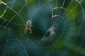 Cross spider, araneus diadematus, sitting on web in summertime morning. Wild insect with long legs resting on net in fresh nature. Safe arachnid hunting in natural habitat.