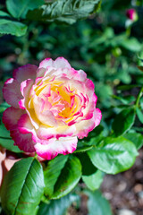 Beautiful red roses in the garden on blurred background. Selective soft focus. As floral background for your art project