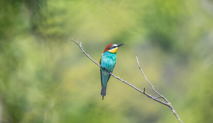 European bee-eater sitting on a tree branch.