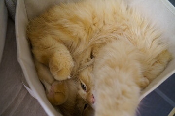 箱の中で寝るする猫’（マンチカン）