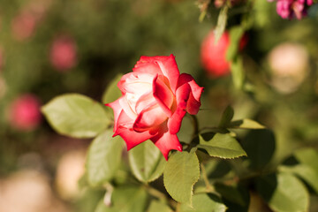 Beautiful red roses in the garden on blurred background. Selective soft focus. As floral background for your art project