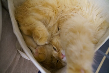 箱の中で寝るする猫’（マンチカン）