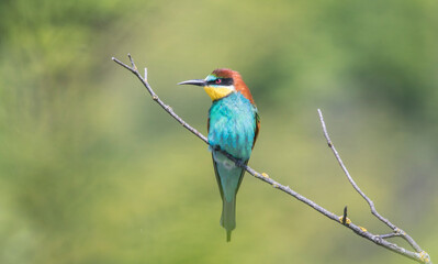 European bee-eater sitting on a tree branch.