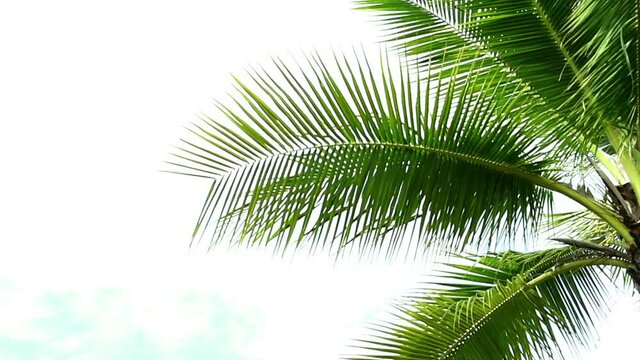 Detail of palm trees green leaf in the wind for summer background ,relax and vacation holiday summer concept
