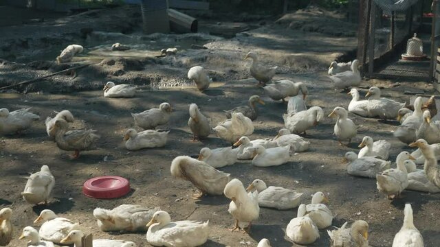 A lot of white geese walking in farm yard in Countryside. They drink from red drinking bowls. The farming of ducks for meat. Business farming concept. High quality 4k footage