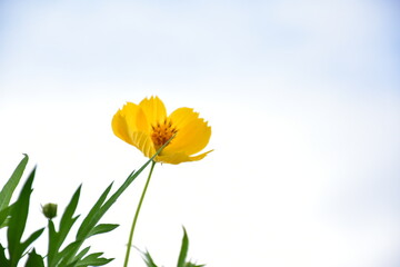Yellow cosmos flowers blooming background.