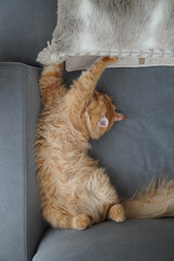 ソファで寝る猫（マンチカン）