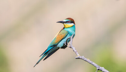 European bee-eater sitting on a tree branch.