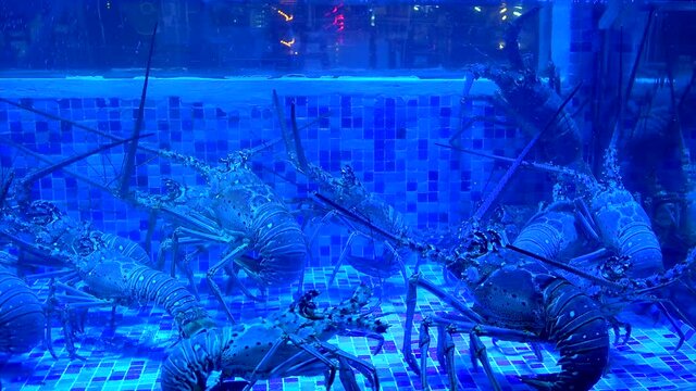 Live Caribbean Spiny Lobsters in the aquarium with a blue night lighting at a seafood restaurant. Isla Mujeres, Mexico. 