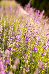 Naklejka premium Lavender bushes closeup on sunset. Detail of blossoming lavender fields.