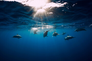 Family of Spinner dolphins in tropical ocean with sunlight. Dolphins swim in underwater - obrazy, fototapety, plakaty