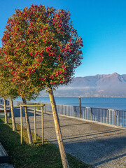 foliage in an autumn day in Luino on the Lake Maggiore