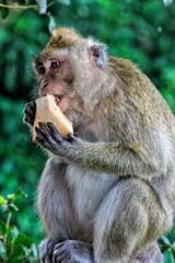 Portrait mother monkey eat