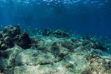 Underwater view with bottom of stones and fish.