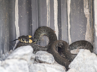 Grass snake hiding in basement of house.