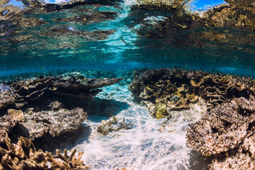 Underwater scene with corals and school of fish in tropical ocean