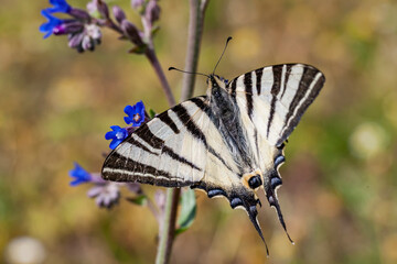 Papilionidae (Iphiclides podalirius) perched on flower branch