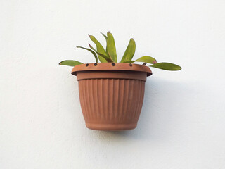 Front View of Green Plant in Brown Wall Pot Hanging on White Wall. Simple and minimalist wall hanging planter. Home Garden Decor for Indoor Outdoor.