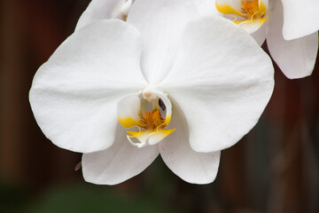 Obraz premium Beautiful white orchid with a yellow center