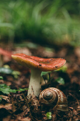 Wild mushroom in the forest, natural food, summer harvest. Wallpaper, natural background, beautiful photo with soft focus and tinting.