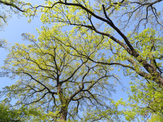 Defocused image of trees in spring against the sky
