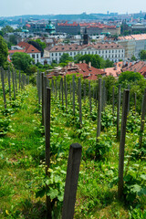 St. Wenceslas' Vineyard, Prague Castle, Prazsky hrad, Prague, Czech Republic, Europe