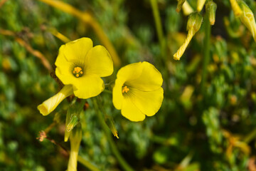 Obraz premium Two yellow flowers over green grass