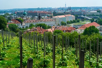 Fotobehang St. Wenceslas' Vineyard, Prague Castle, Prazsky hrad, Prague, Czech Republic, Europe © JUAN CARLOS MUNOZ