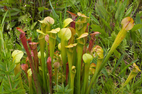 Yellow and red pitcher plants
