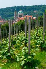 Fototapeta na wymiar St. Wenceslas' Vineyard, Prague Castle, Prazsky hrad, Prague, Czech Republic, Europe